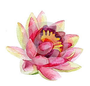 Lotus flower. watercolor