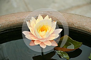 Lotus flower or waterlily