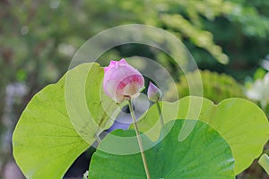 Lotus flower or waterlily on blur background.