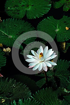 Lotus flower or waterlily among green leaves in deep water