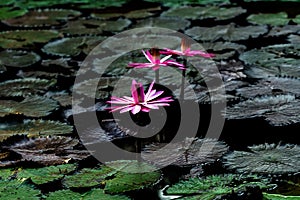 Lotus flower or waterlily among green leaves in deep water
