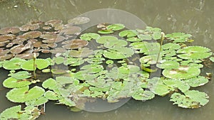 Lotus flower, West Java Indonesia