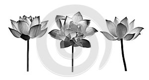 The lotus flower on white background