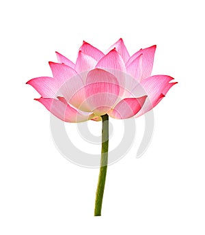 The lotus flower on white background