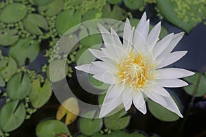 Lotus flower white blooming on green leaves and water surface closeup.