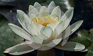 Lotus flower. White Lotus flower close up photo. Water lilly flower isolated macro photography. White flower in a pond.