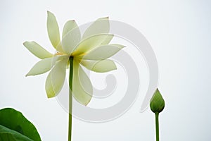 Lotus flower white petal bud