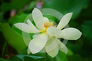 Lotus flower white petal bud