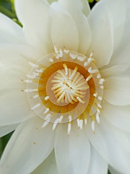 Lotus flower whiteflower beautiful