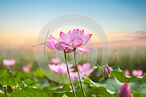 Lotus flower with wind farm in sunset