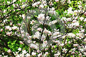 Lotus-flowered Magnolia field close-up