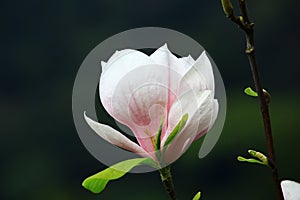Lotus-flowered Magnolia flower closeup