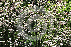 Lotus-flowered Magnolia flowers