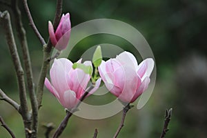 Lotus-flowered Magnolia flowers blooming in the countryside