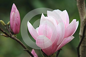 Lotus-flowered Magnolia flowers blooming in the countryside