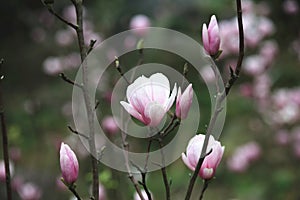 Lotus-flowered Magnolia flowers blooming in the countryside