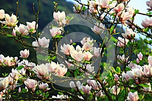 Lotus-flowered Magnolia flowers field closeup
