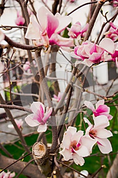 Lotus-flowered Magnolia,Large-flowered Magnolia,many beautiful pink flowers blooming in the countryside,Southern Magnolia
