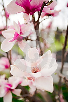 Lotus-flowered Magnolia