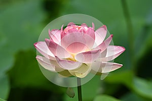 Lotus flowers