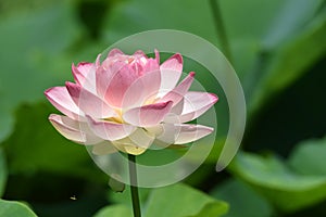 Lotus flowers