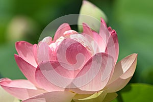 Lotus flowers