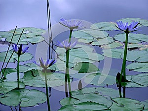 Lotus Flowers