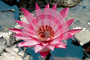 Lotus Flowers