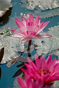 Lotus Flowers