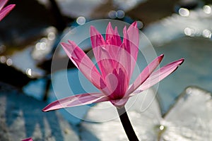 Lotus Flowers