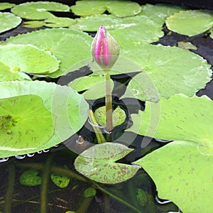 Lotus and flowers