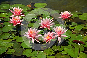 Lotus flowers