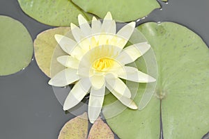 Lotus flowers