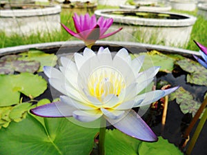 Lotus flowers