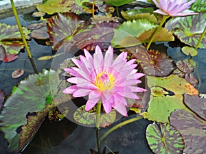 Lotus flowers