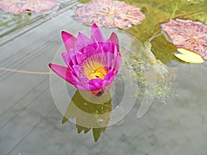 Lotus flowers