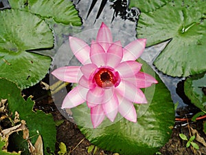 Lotus flowers