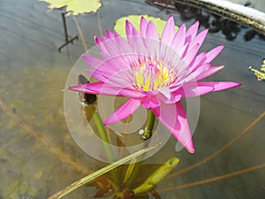 Lotus flowers