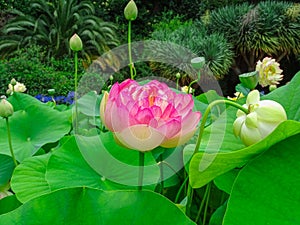 Lotus flowers above the vegetation