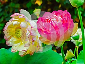 Lotus flowers above the vegetation