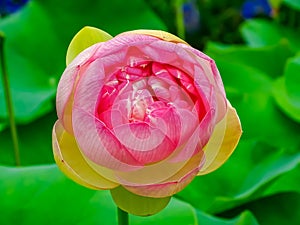 Lotus flowers above the vegetation