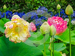 Lotus flowers above the vegetation