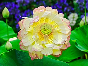 Lotus flowers above the vegetation