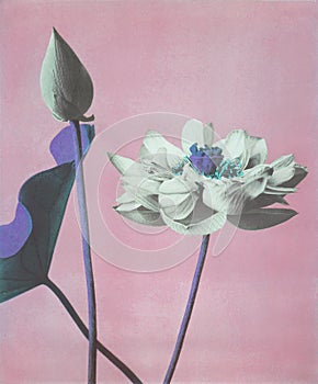 Lotus flowers artwork design, remix from original photography by Ogawa Kazumasa