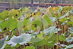 Lotus flowers in Beihai Park