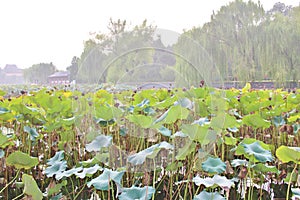 Lotus flowers in Beihai Park