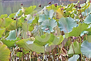 Lotus flowers in Beihai Park