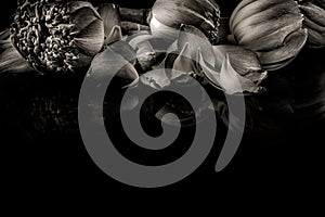 Lotus flowers in black and white on a black background