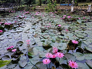 lotus flowers bloom in the garden