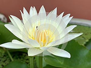 Lotus flowers bloom very beautiful (a close-up image or macro)